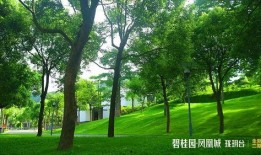 中山碧桂园爆料最新消息,揭秘项目进展与未来规划